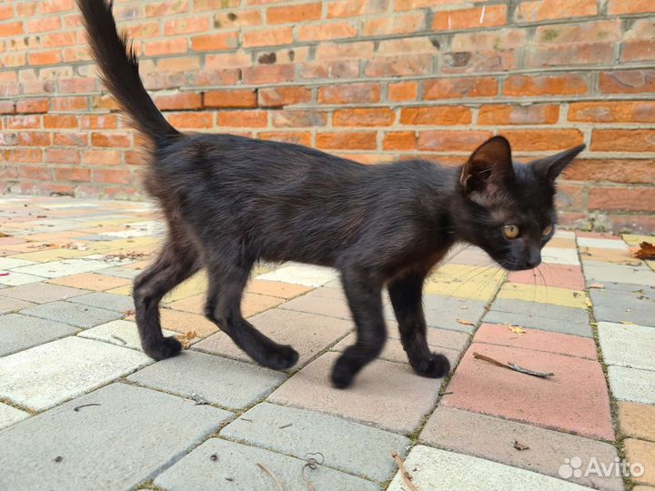 Черная кошечка в добрые руки