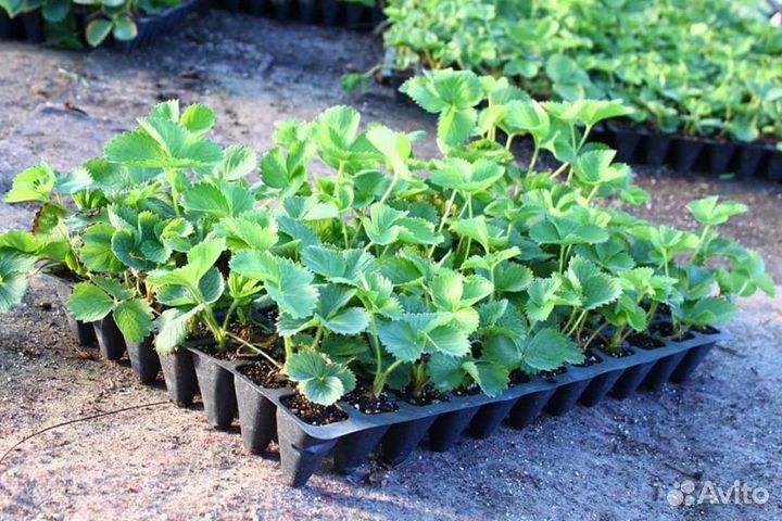 Кассеты для рассады