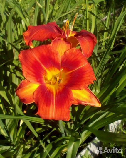 Лилейник разный