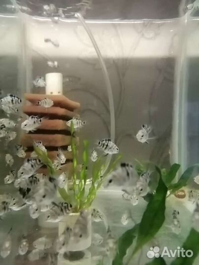 Сапфировые попугайчики, моллинезии