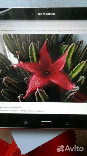 Толстянка,стапелия,бенжамин,хойя