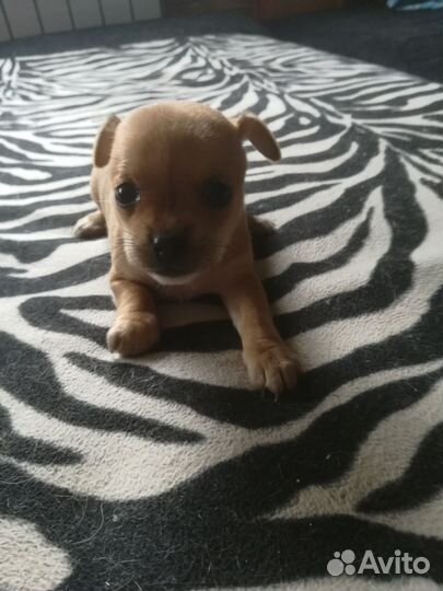 Щенки, Той-терьер