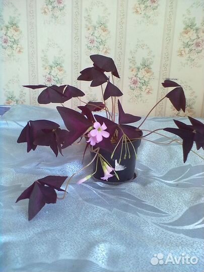 Цветы комнатные