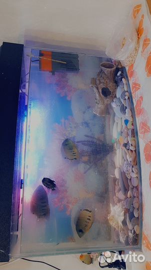 Аквариум с рыбками