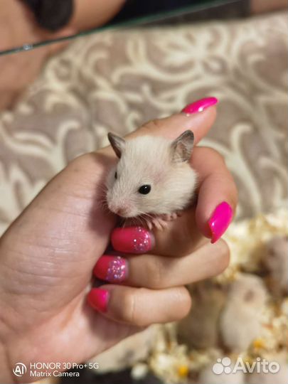 Сирийский хомяк