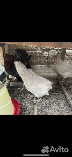 Куры породы амераукана