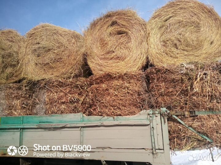 Продам сено в рулонах