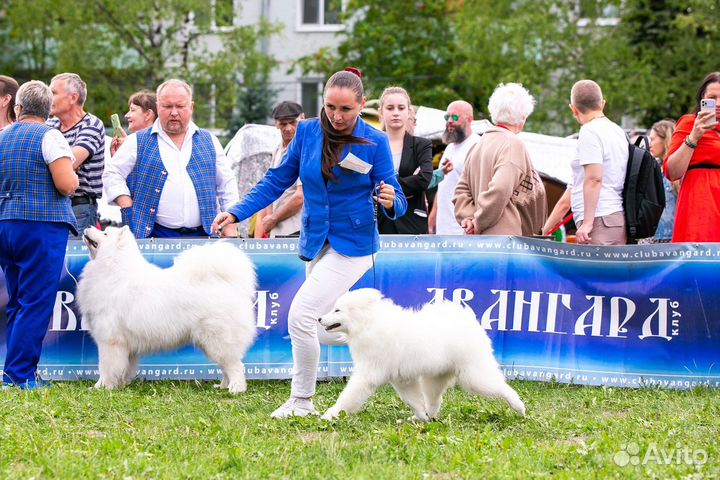 Самоедская лайка