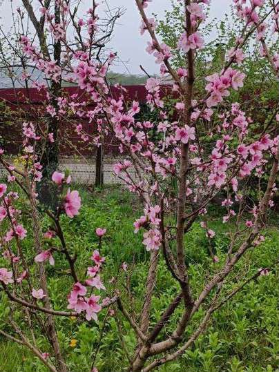 Участок 4 сот. (ИЖС)