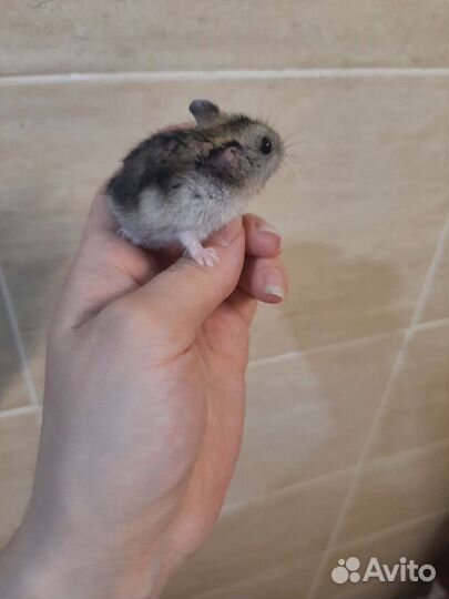 Джунгарский хомячок девочка