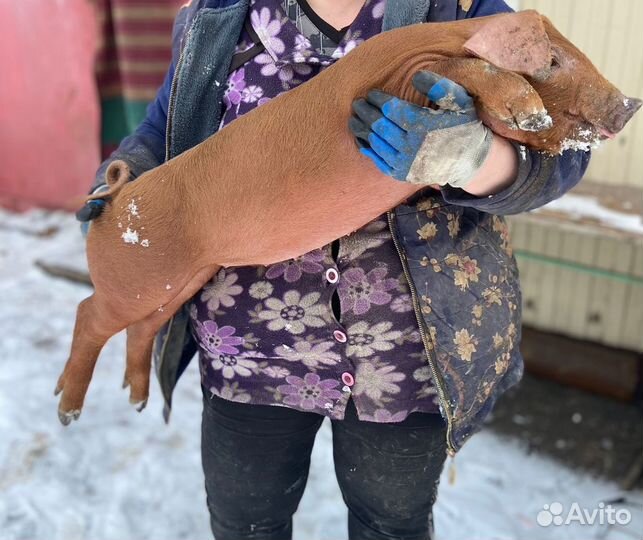 Поросята Дюрок