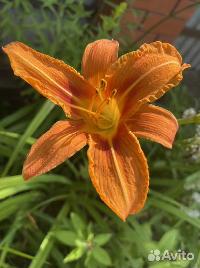 Большие кусты лилейника Орандж Нассау