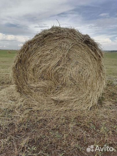 Сено в тюках и рулонах