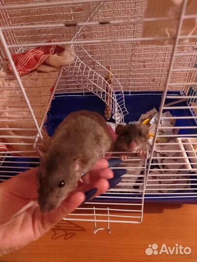 Крыса дамбо рэкс