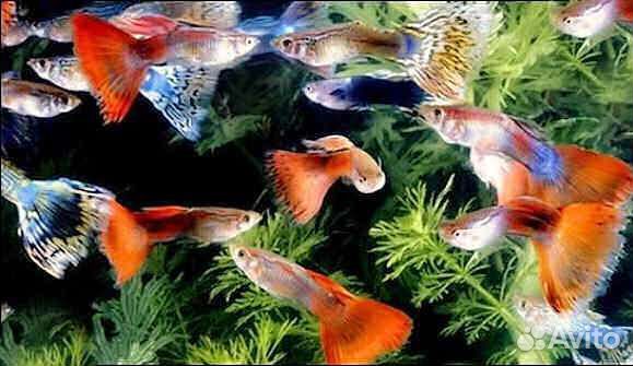 Аквариумные рыбки гуппи