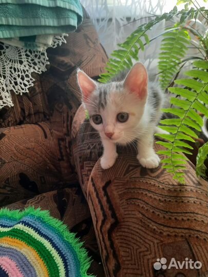 Трехцветная кошечка