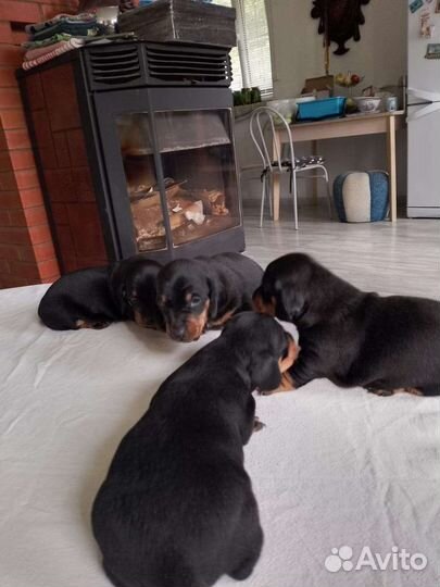 Щенки стандартной гладкошерстной таксы