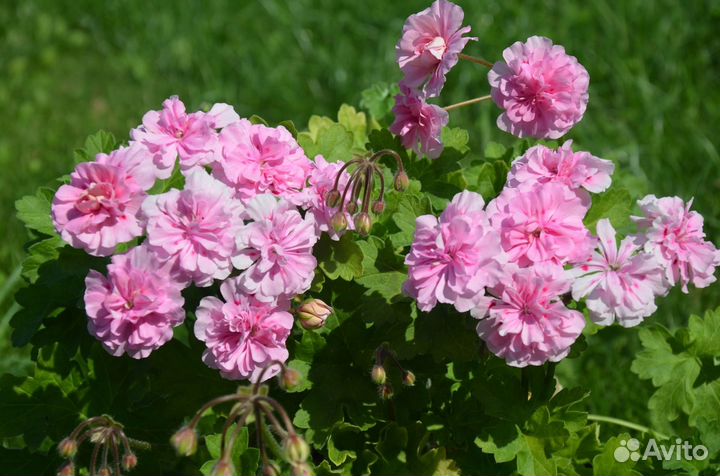 Пеларгония герань Lara Melissa