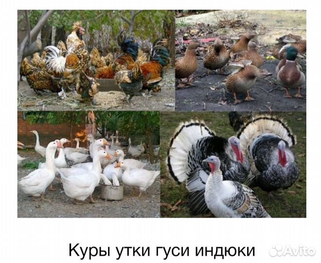 Мясо. Утки, гуси, индюки