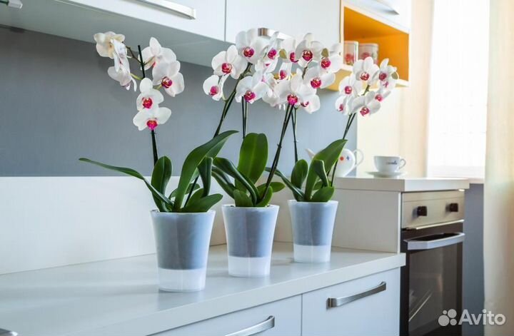 Горшок для орхидеи