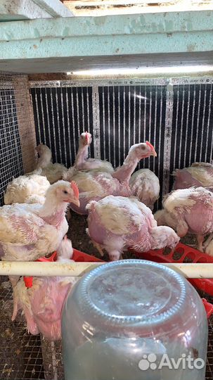 Бройлер 7, 14, 20 дней