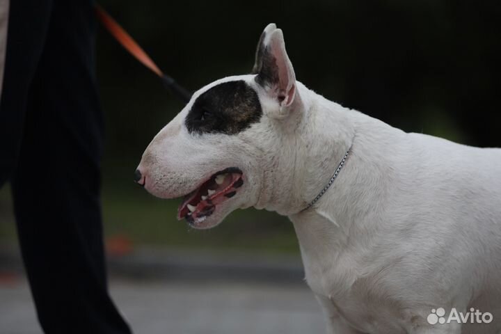 Открыт для вязок бультерьер