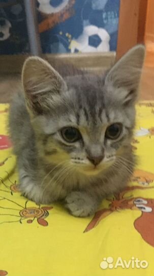 Для котёнка (мальчик) нужен заботливый друг.Найден