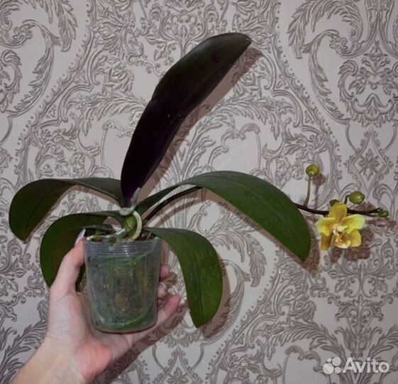 Орхидея желтый шоколад бабочка