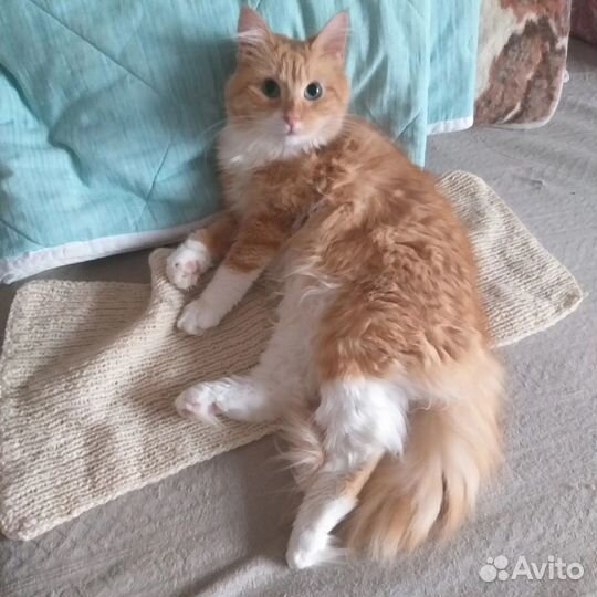 Рыжуля ищет дом