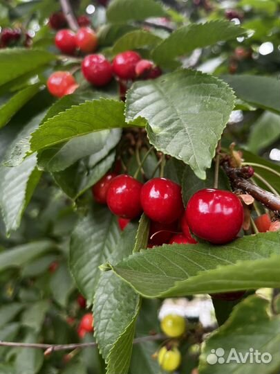 Черешня свежая