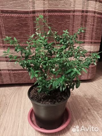 Мирт Миртовое деревце