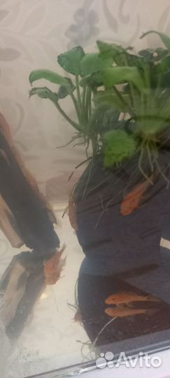 Анциструс супер ред