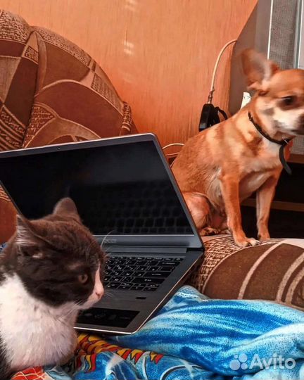 Передержка маленьких собак/ кошек/зооняня/Ситтер