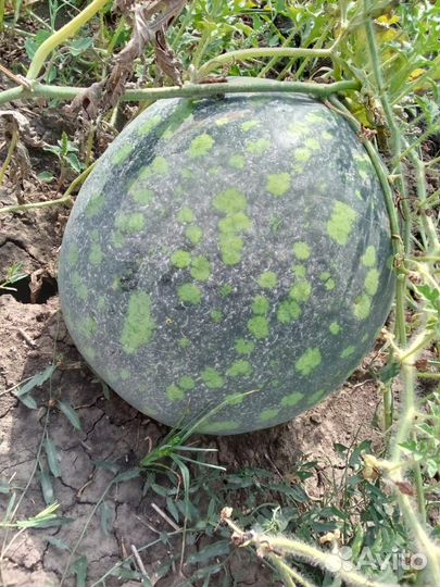 Продам арбуз русская береза