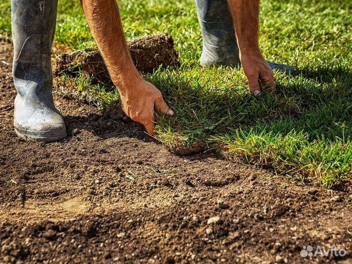 Рулонные газоны