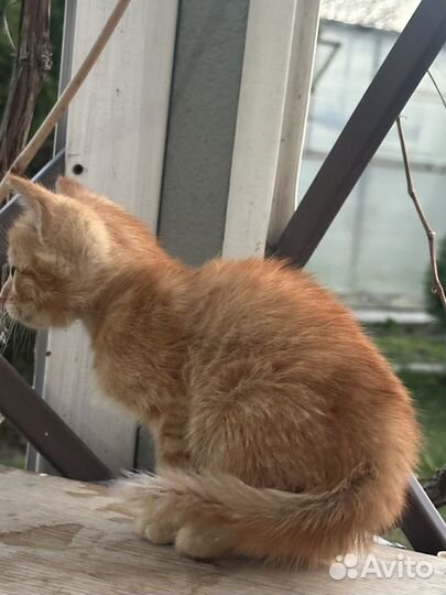 Котенок в добрые руки