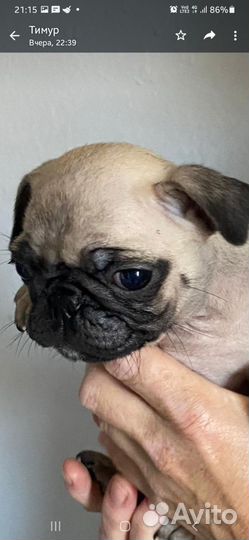 Щенки мопса