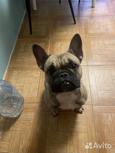 Французский бульдог