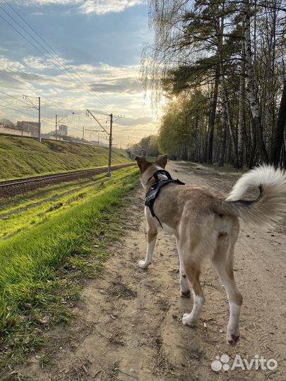 Собака в добрые руки