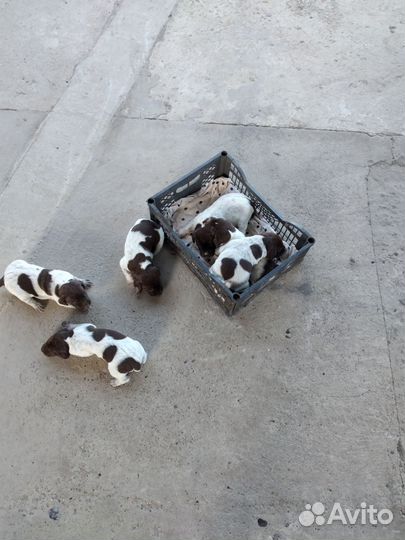 Щенки курцхара