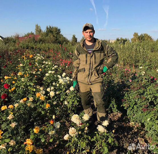 Саженцы плодовых деревьев и кустарников