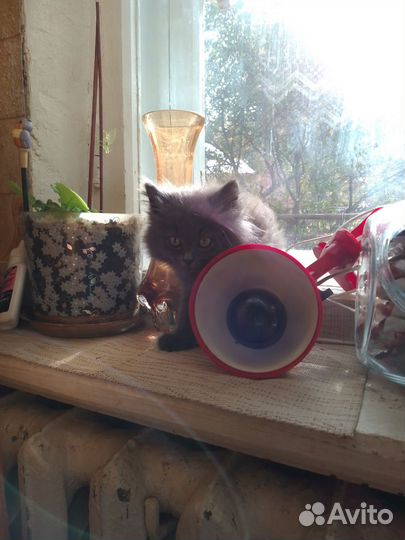 Котики бесплатно в добрые руки