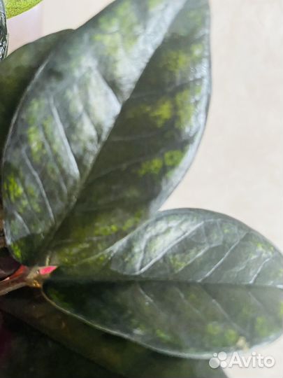 Замиокулькас вариегатный Акебоно и Изумрудный блэк