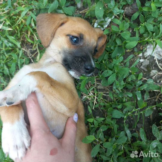 Щенки в добрые руки