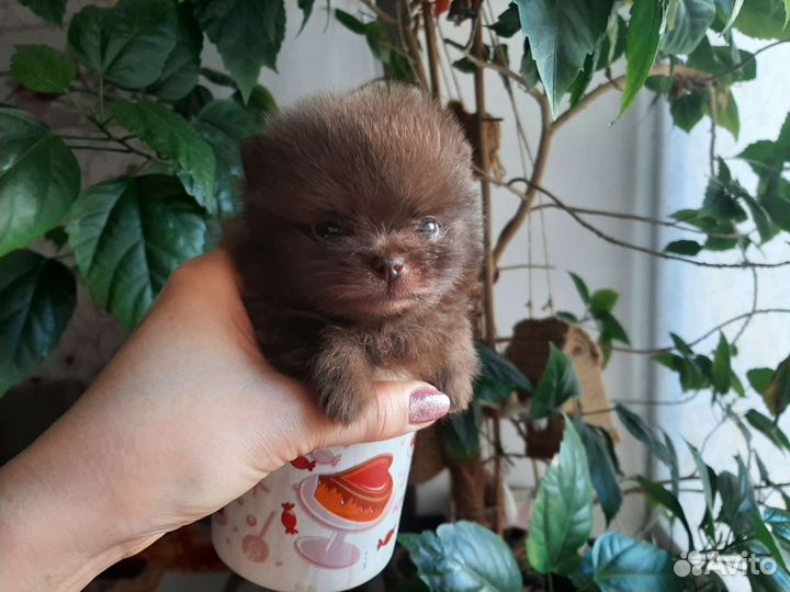 Шпиц микро мишка шоколад