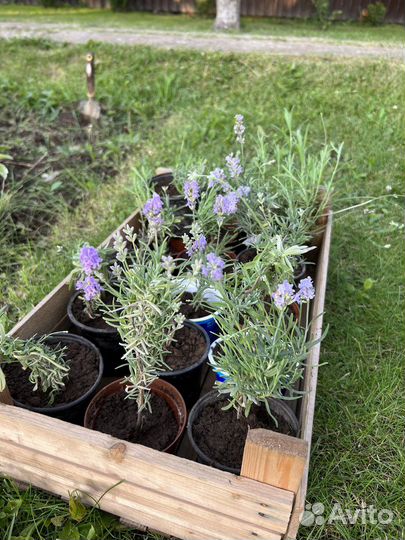 Лаванда саженцы