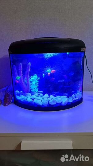 Аквариум