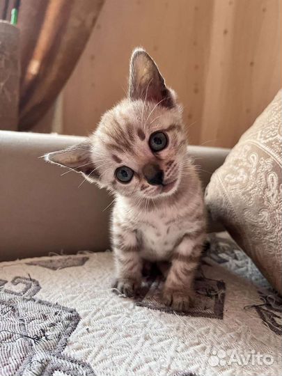 Бенгальская кошка