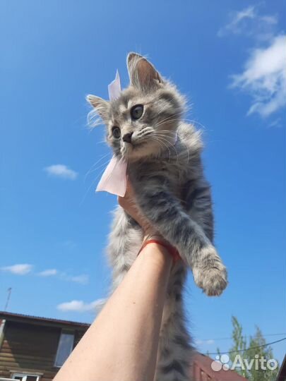 Чудо-котенок в добрые ручки