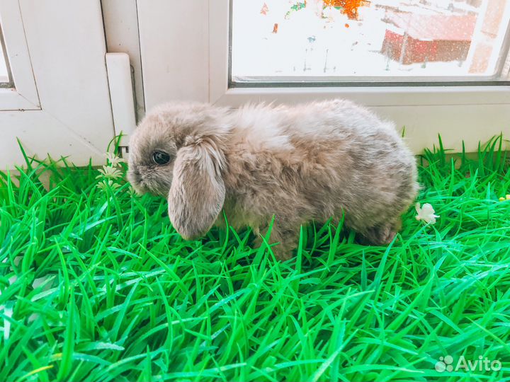 Карликовый кролик - супер мини с ладонь